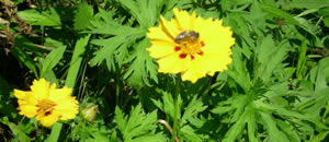 Wildblüte aus dem Park